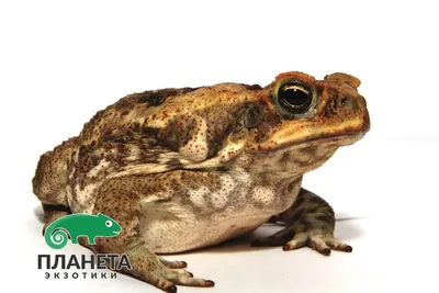 Жаба-ага (Rhinella marina) купить в Планете экзотики