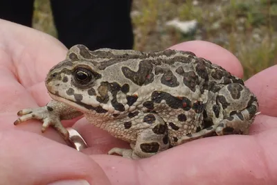 Исполинская жаба с плюшевым характером. Suriname Giant Marine Toad. -  YouTube