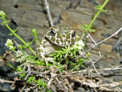 Африканская жаба-водонос ( лягушка-бульдог) African Bullfrog Stock-Foto |  Adobe Stock