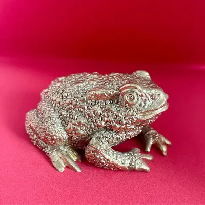 Серая жаба — Bufo bufo L. — Амфибии | Природа кижских шхер |  Музей-заповедник «Кижи»