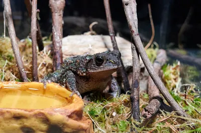 Земноводные Крыма: Зелёная жаба (Bufotes viridis, или Bufo viridis  Laurenti, 1768.) | Чердак А.Б. Репетитор по биологии и химии. | Дзен