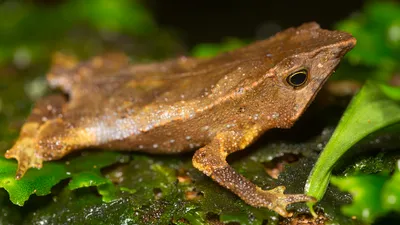 Кавказская жаба (Bufo verrucosissimus)