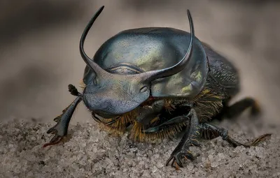 погребный жук. вид жука семейства Tenebrionidae блуждает Lusitanica  Стоковое Изображение - изображение насчитывающей гимна, конец: 233066043