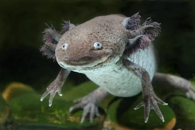 Аксолотль 🦎 (Axolotl, Ambystoma mexicanum): содержание, виды ,  совместимость, размножение, фото-видео обзор - AQA.wiki