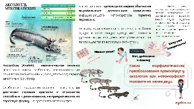 Аксолотль в аквариуме с тритоном» — создано в Шедевруме