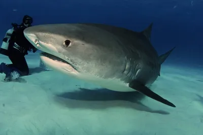 На курорте Франции акула загрызла туриста на глазах отдыхающих | STARHIT