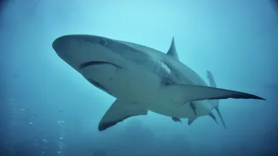 Самые опасные пляжи мира: где акулы чаще всего нападают на людей - KP.RU