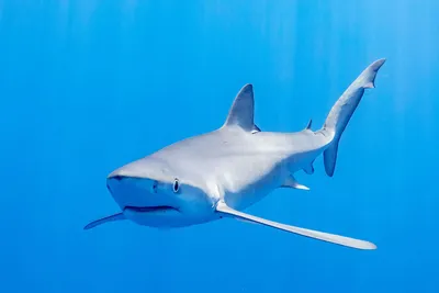Это не кино: 6 страшных случаев, когда акулы нападали на людей в 2023-м |  РБК Life
