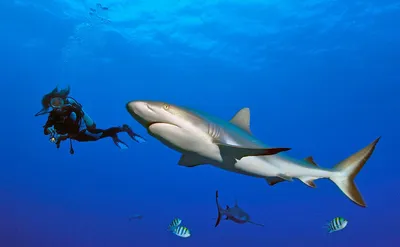 Поведение акул и профилактика нападений акул на человека | Группа RuDIVE