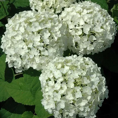 Гортензия древовидная Анабель (Hydrangea arborescens Annabelle) - Сад  удачи, интернет-магазин садовых растений