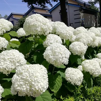 Виктория Александровна Мальцева - Кукла Анабель, 04.09.2021, 60×90 см:  Описание произведения | Артхив