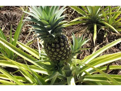 Ананас комнатный - Ananas. Уход за комнатным ананасом