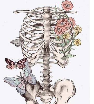 БАБОЧКИ В ЖИВОТЕ: 5 тыс изображений найдено в Яндекс.Картинках | Anatomy  art, Biology art, Skeleton drawings