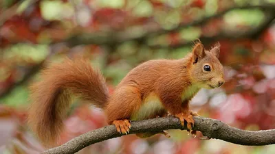 Белка обыкновенная (Sciurus vulgaris) — Зоопарк «Лимпопо» г. Нижний  Новгород – Нижегородский зоопарк