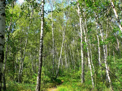 Betula nigra – береза черная — Bruns Pflanzen