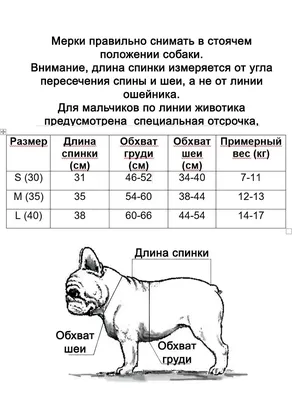 Щенок французского бульдога» — создано в Шедевруме