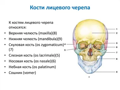 Половые и расовые различия в строении черепа | Пикабу