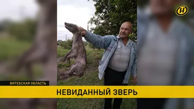 Труп чупакабры нашли туристы в лесополосе под Таганрогом