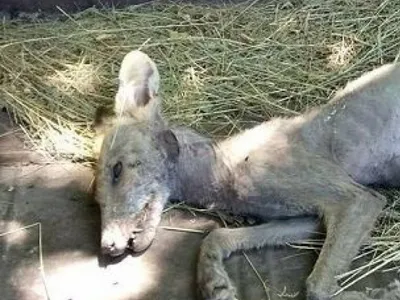 В Техасе поймали живую \"чупакабру\" - КН