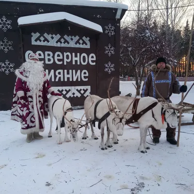 Рудольф Дед Мороз Олень Рождество, Санки с, млекопитающее, позвоночный,  рождественские украшения png | Klipartz