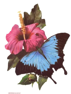 Синие цветы и бабочки - 65 фото