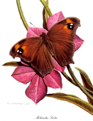 Рисовая бумага для декупажа карта салфетка А4 тонкая 0397 цветы букет  бабочки винтаж крафт DIY | AliExpress