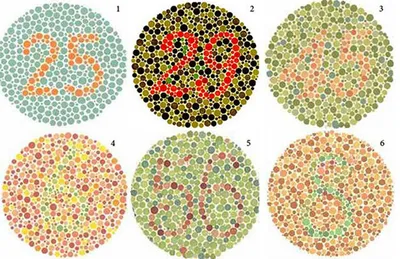 Дальтонизм Исихара тест Зеленый Цвет зрения, ребенок, ребенок, люди png |  PNGEgg