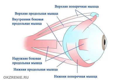 Центр Зрения \"Микрохирургия\" - Комплекс упражнений для расслабления глаз🤓  ⠀ ⠀ Друзья, глазам тоже нужна зарядка, которая поможет снять напряжение. Мы  собрали для вас комплекс упражнений, сохраняйте, чтобы не потерять😉 ⠀ ⠀