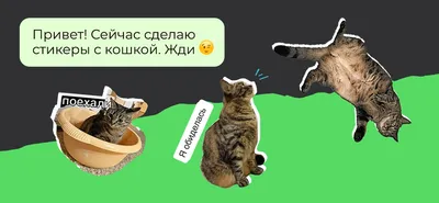 25 лучших приложений со стикерами для WhatsApp (октябрь 2022)