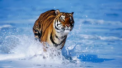 Заставки на Телефон | Animal print background, Cool wallpapers art, Leopard  print wallpaper