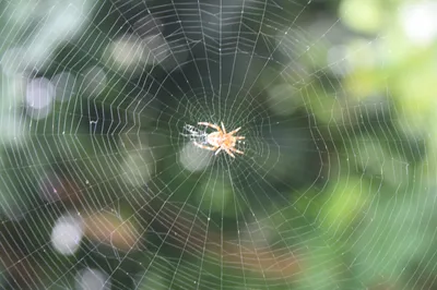 Spider web - Wikipedia