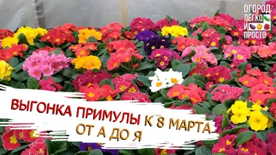 Тюльпаны к 8 марта продают от 100 до 200 рублей в Якутске - YakutiaMedia.ru