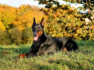 Dobermann обои для рабочего стола, картинки и фото