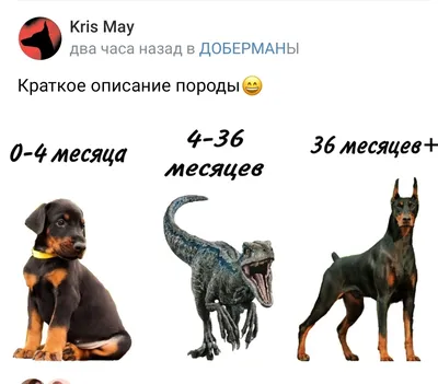 Лучшие щенки Добермана