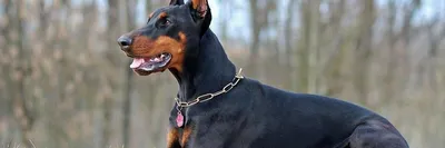 Как выбрать щенка добермана Часть 3 | laralove_doberman | Дзен