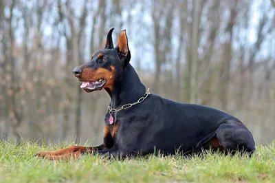 Доберман: характеристика породы 🐕, содержание, фото, всё о собаке