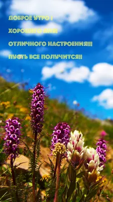 Доброе утро! Хорошего дня! Отличного…» — создано в Шедевруме