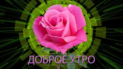 Доброе утро, друзья! Всех с новым днем жизни. - Лента новостей Херсона