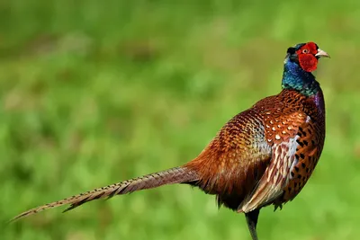 Обыкновенный фазан (Phasianus colchicus) — Зоопарк «Лимпопо» г. Нижний  Новгород – Нижегородский зоопарк