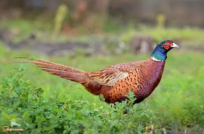 Фото животных: Самка фазана. Владимир Страмной. - ANIMAL PHOTO