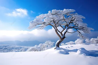 Wallpapers Pictures Fhd Winter Tree In The Snow 4k Background, Winter,  Season, High Resolution Background Image And Wallpaper for Free Download