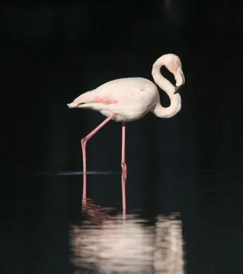 фламинго — Викисловарь