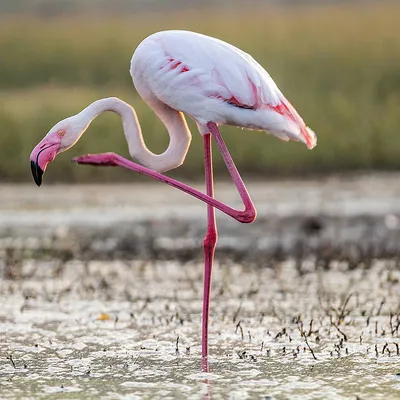 Красный/Розовый фламинго - eBird