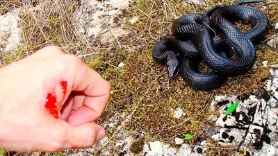 В селе Перемога на Киевщине мужчину покусала черная гадюка » Слово и Дело