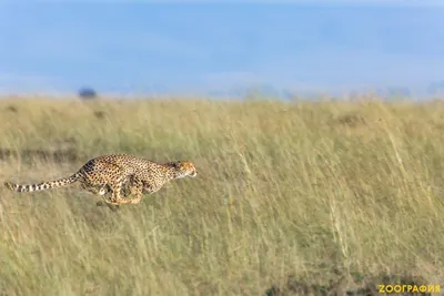 Gepard гепарда стоковое изображение. изображение насчитывающей гепард -  10354517