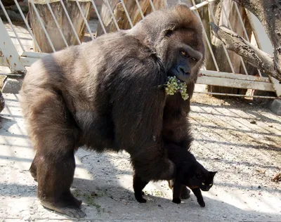 🦍 Почему гориллы мускулистые и сильные без тренировок? | Горная горилла,  Примат, Приматы