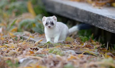 A Stoat, the Little Thief - YouTube