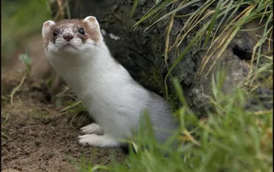 Хвост Горностая Veniard Stoat Tail Substitute - купить с доставкой по  России в интернет-магазине Рыбаклев