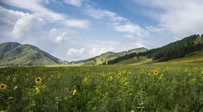 Фотообои Горы покрытые лесом купить на стену • Эко Обои