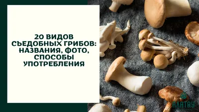 Дошкольная логопедия: ГРИБЫ: СЪЕДОБНЫЕ И ЯДОВИТЫЕ